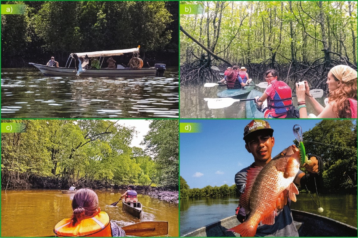 In-Situ Mangrove Restoration and Shoreline Stabilization in Malaysia