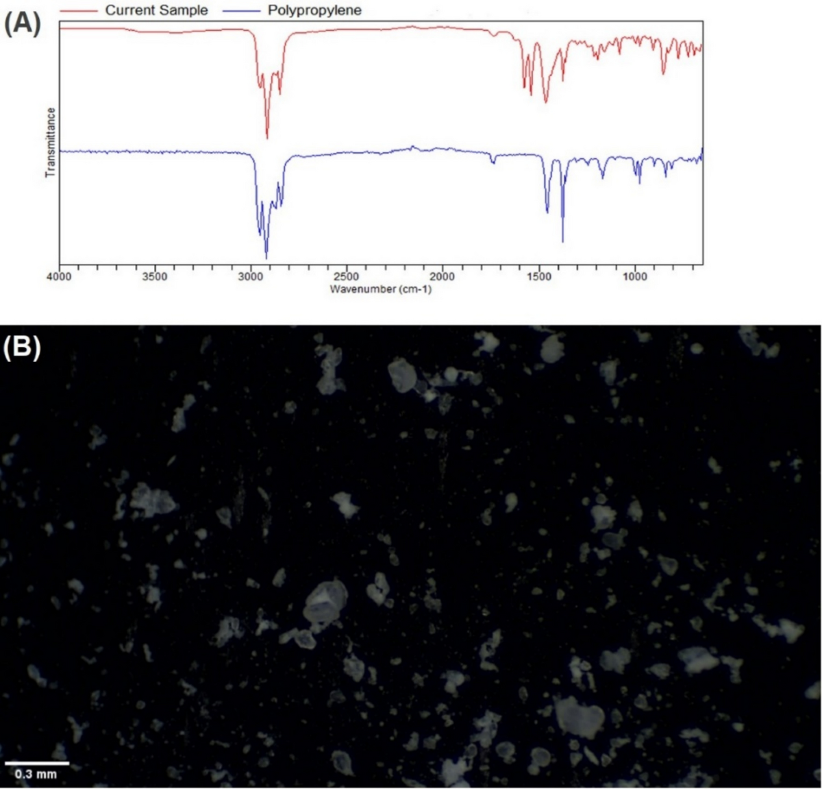 Experimental Design & Polypropylene Microplastic Characterization in Rainbow Trout