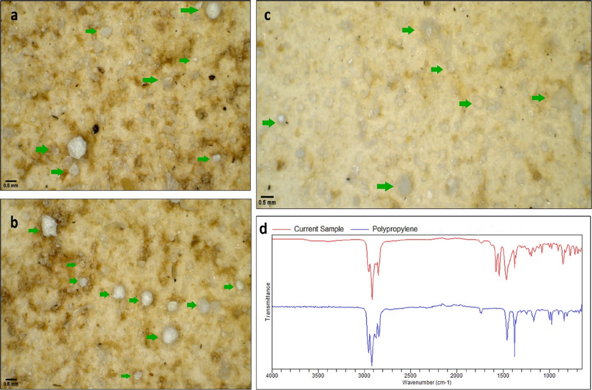 Genotoxic & Hematological Responses of Oncorhynchus mykiss to Dietary PP-MPs
