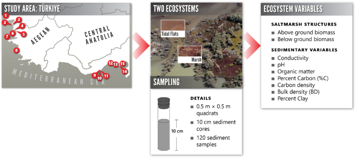 Comparison of Organic Carbon Density Across Vegetated Marshes & Unvegetated Tidal Flats